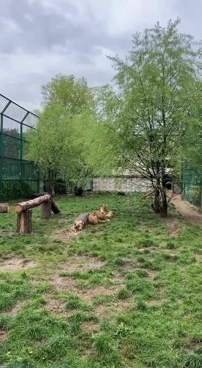 Начнём этот долгожданный выходной день с умиротворяющего видео из белгородского зоопарка