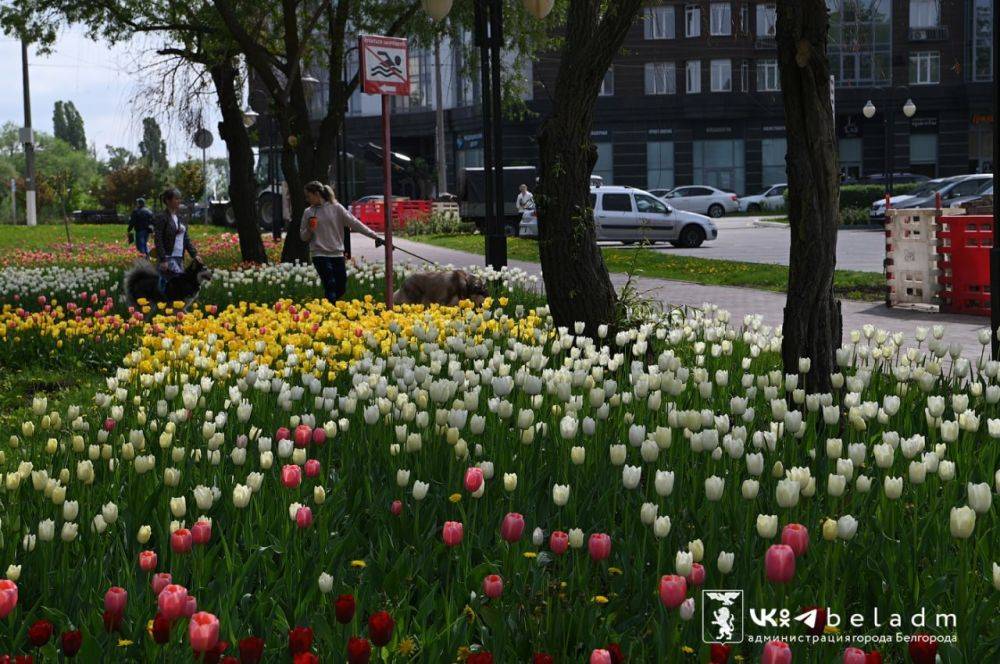 Парк Победы радует белгородцев своими яркими красками