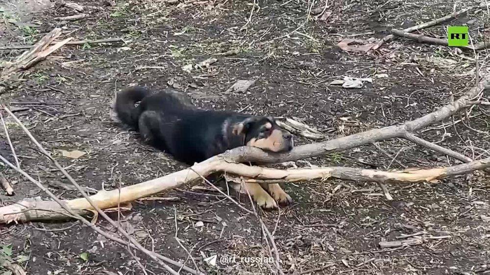 Эксклюзив с Белгородского приграничья