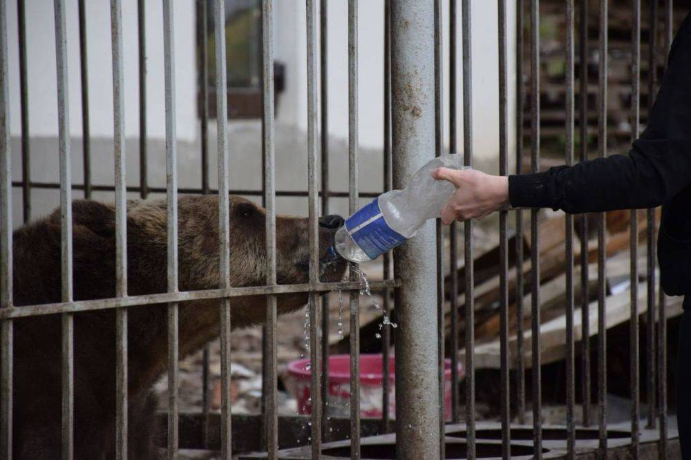 В белгородском зоопарке новый обитатель – медведица Венера