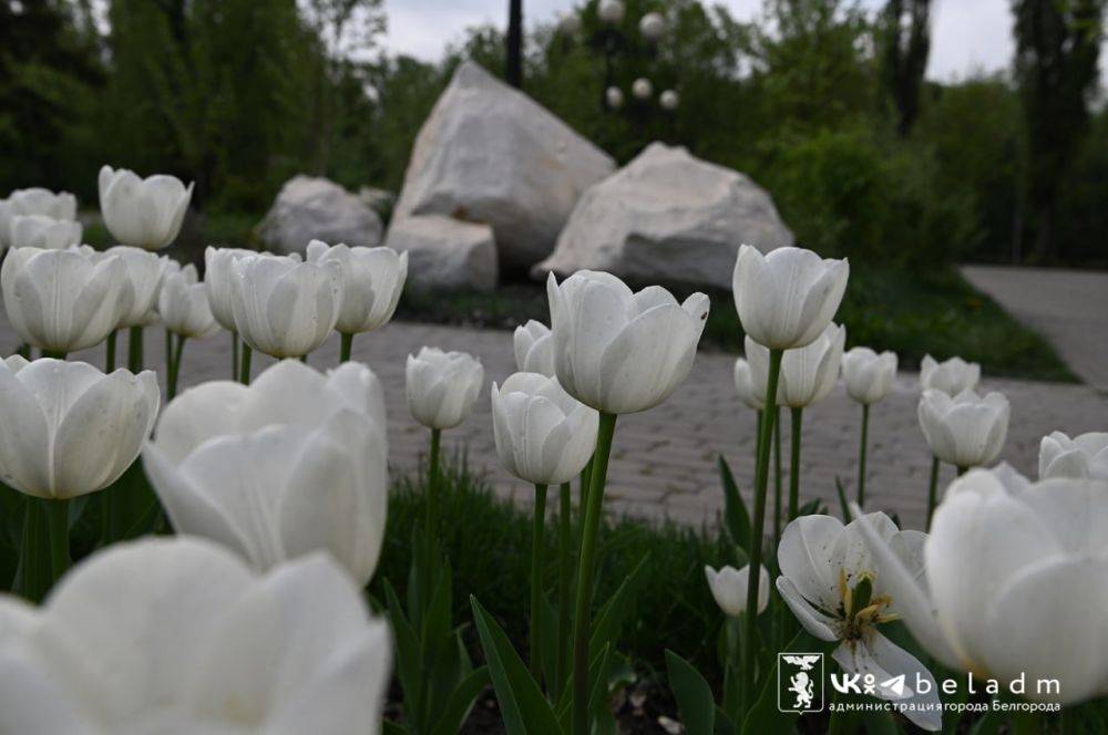 Парк Победы радует белгородцев своими яркими красками