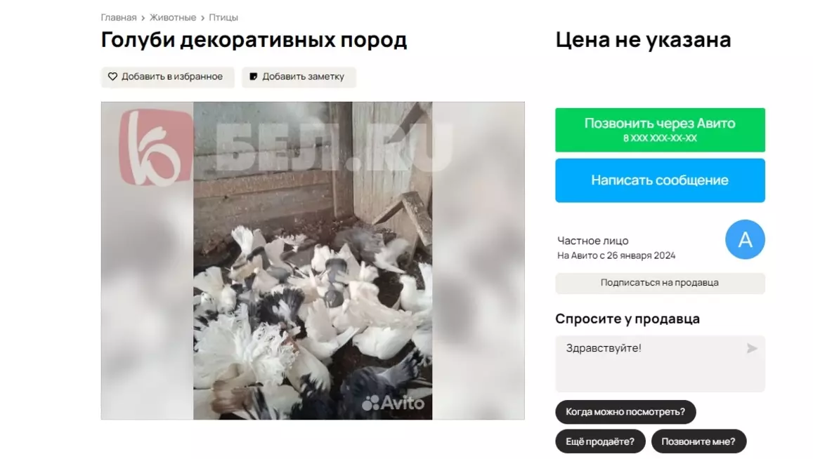 Продажа декоративных голубей