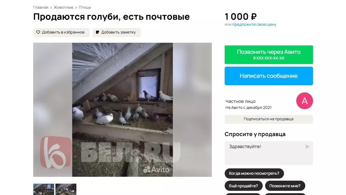 Продажа почтовых голубей