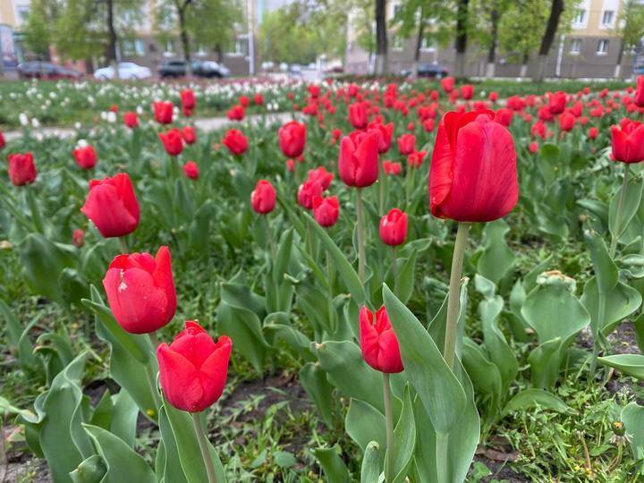 В центре Белгорода расцвела сакура6