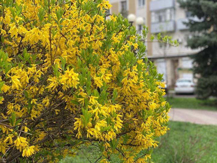 В центре Белгорода расцвела сакура3