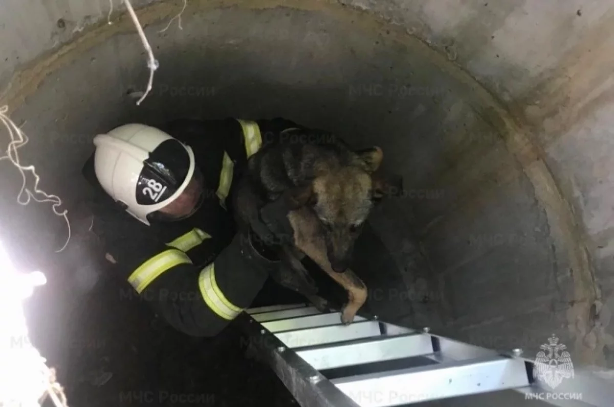 Белгородские спасатели пришли на помощь трём животным0