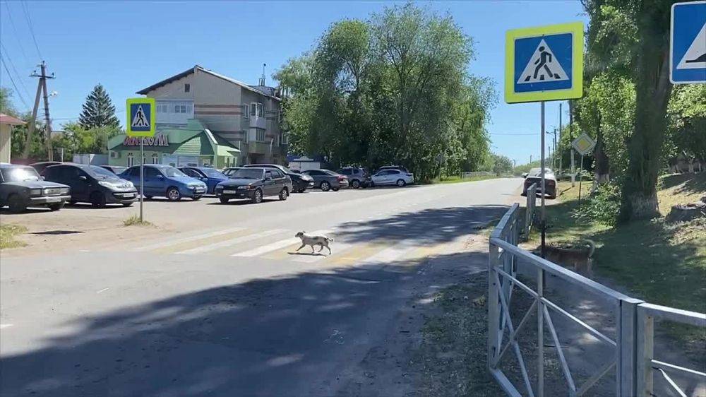 Здравствуйте друзья. В Алексеевке соблюдают правила ДД, даже собаки Снижайте скорость при приближении к пешеходным переходам Будьте осторожны, берегите себя и других участников движения