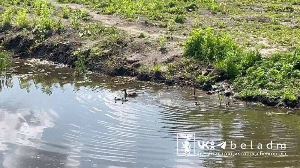 Черепахи на набережной Везелки принимают солнечные ванны, а утка ведет утят на реку