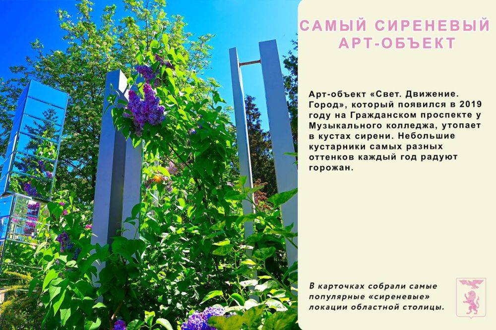 Сейчас в Белгороде самый разгар цветения сирени