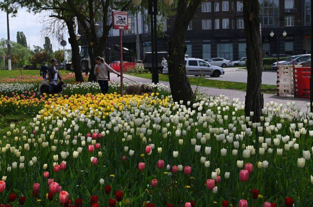 Доброе утро, белгородцы! В эти майские выходные хотим снова показать, как Белгород утопает в ярких красках тюльпанов