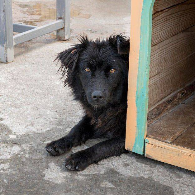 Белгородцы просят решить проблему с беспризорными собаками