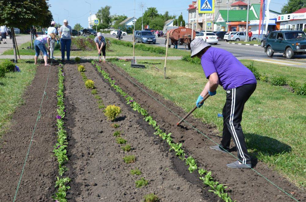 Около 30 тысяч цветов украсят Краснояружский район Белгородской области