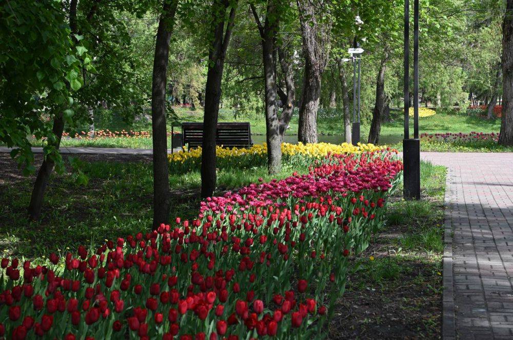 Доброе утро, белгородцы! В эти майские выходные хотим снова показать, как Белгород утопает в ярких красках тюльпанов