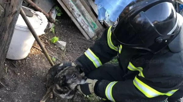 Белгородские пожарные помогли собаке выбраться из заброшенного погреба3