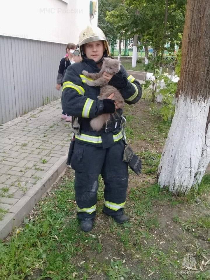 Белгородские спасатели помогли попавшим в беду двум собакам и коту3