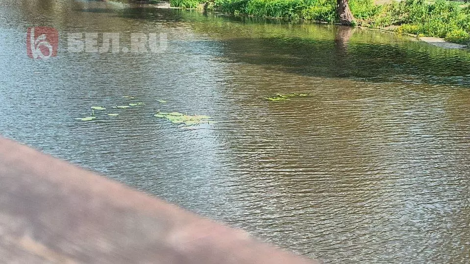 В парке «Берега» в Белгороде