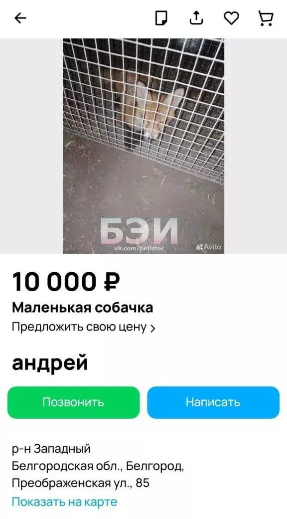 Объявление о продаже лисы под видом маленькой собаки