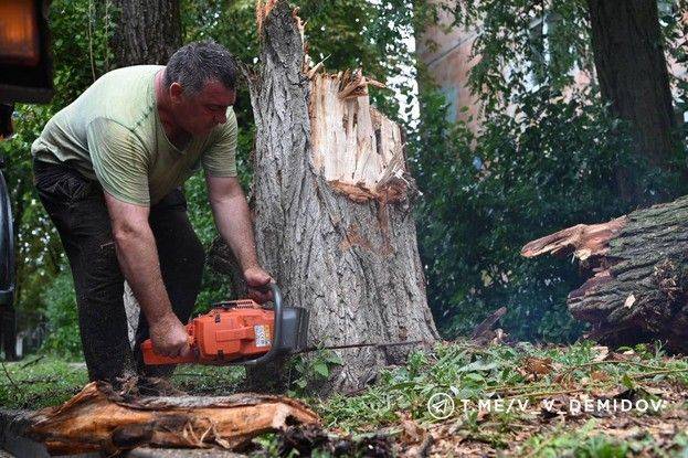 Из?за непогоды в Белгороде упали восемь деревьев