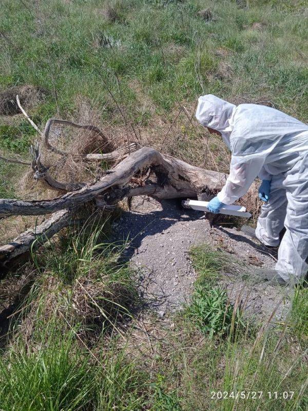 В Белгородской области завершился весенний этап вакцинации диких плотоядных животных против бешенства