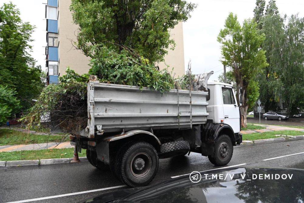 Из-за непогоды в Белгороде упали восемь деревьев