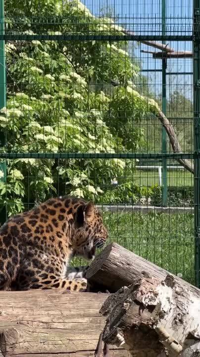 Доброе утро!. Посмотрите, как безмятежно проводит своё время леопард Барсик из белгородского зоопарка Вот всем бы нам так … (мечтательно пишет наш контент-менеджер, продолжая работать в офисе )