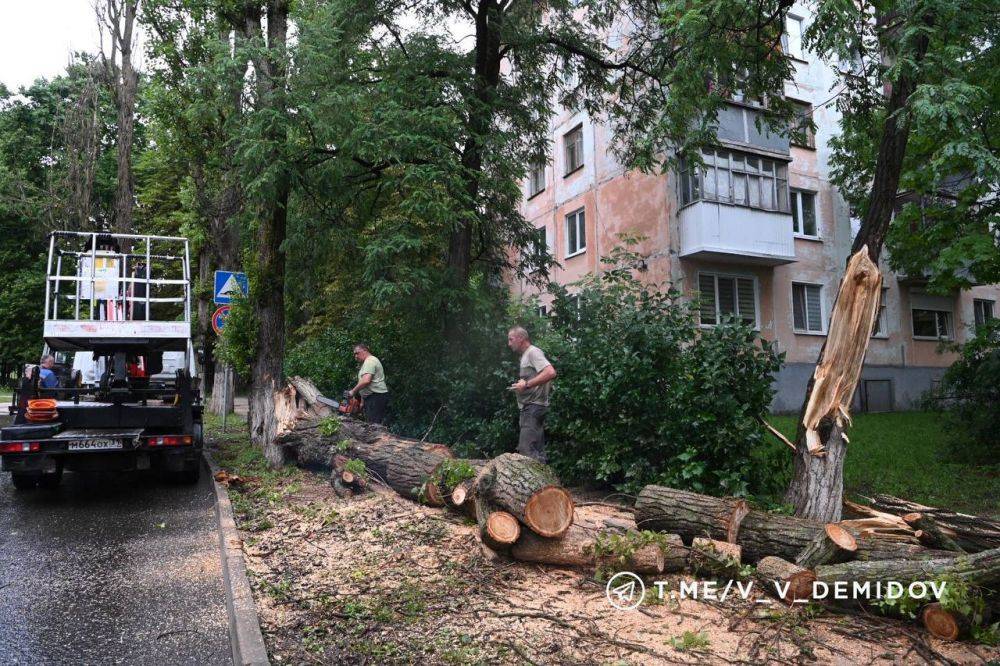 Из-за непогоды в Белгороде упали восемь деревьев