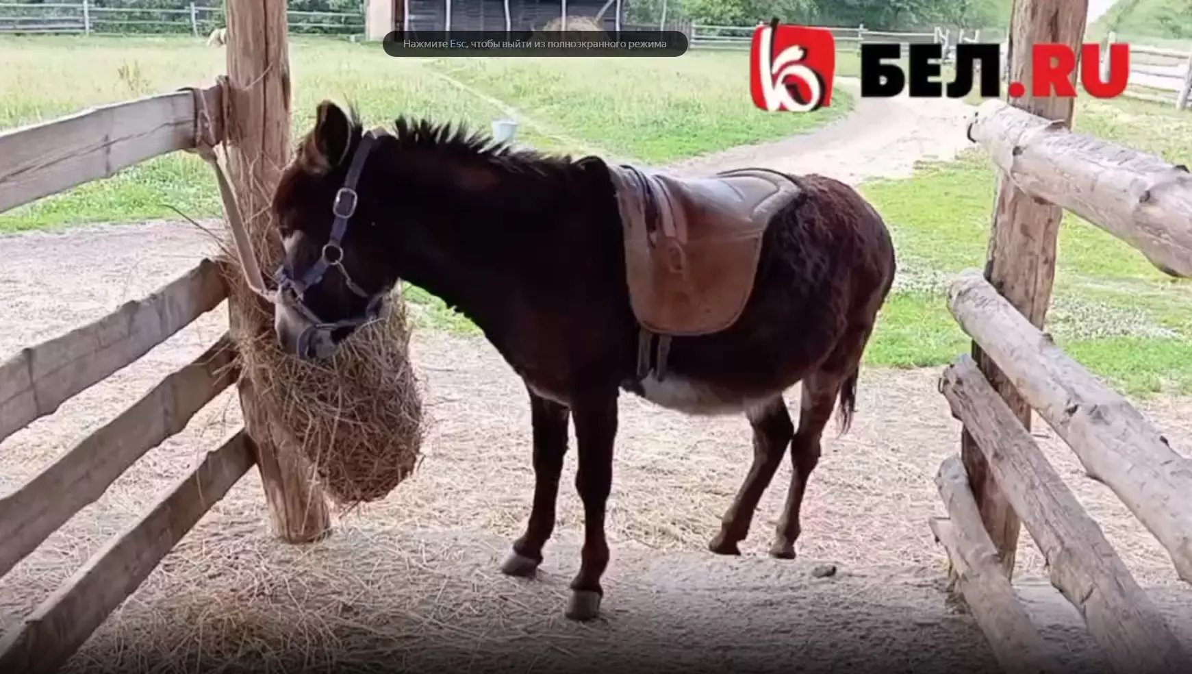 «Кудыкина гора» и мороженое «Хохол»: стоит ли ехать в Липецкую область8