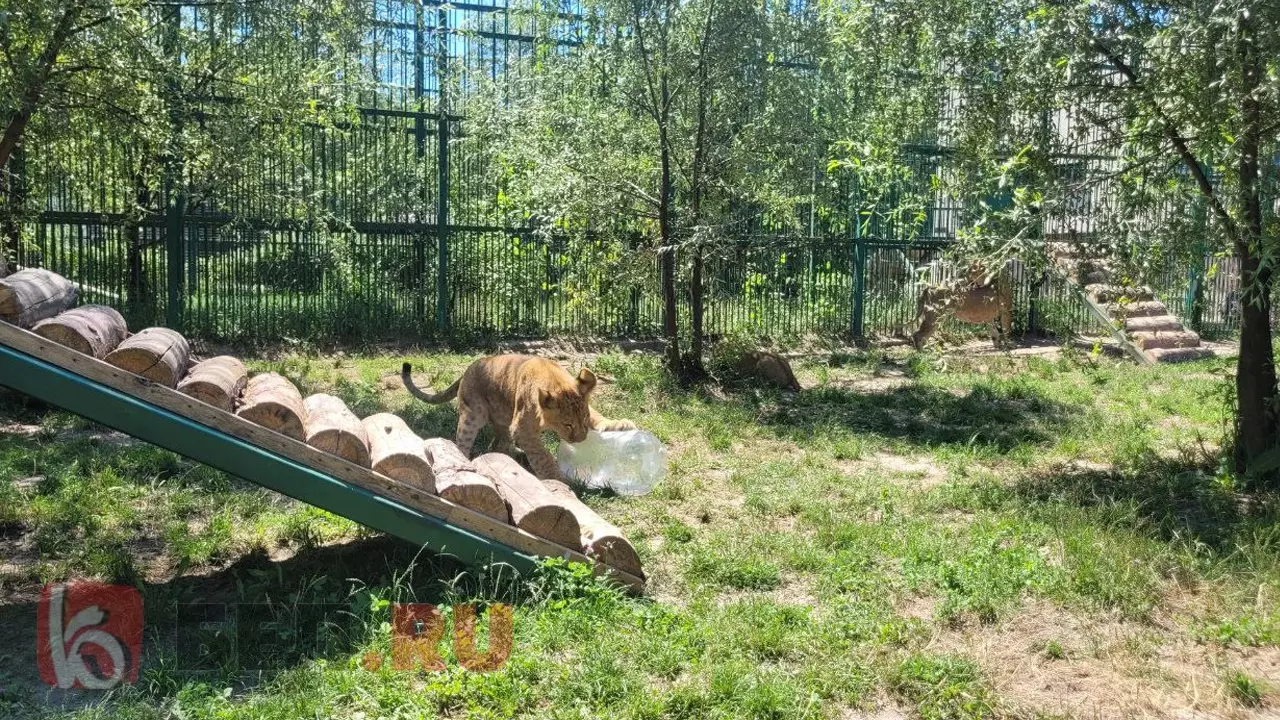 Львята в белгородском зоопарке