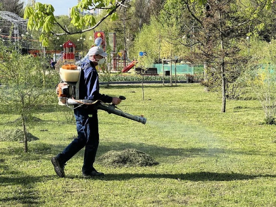 Шесть пляжей в Белгороде сегодня обрабатывают от клещей0