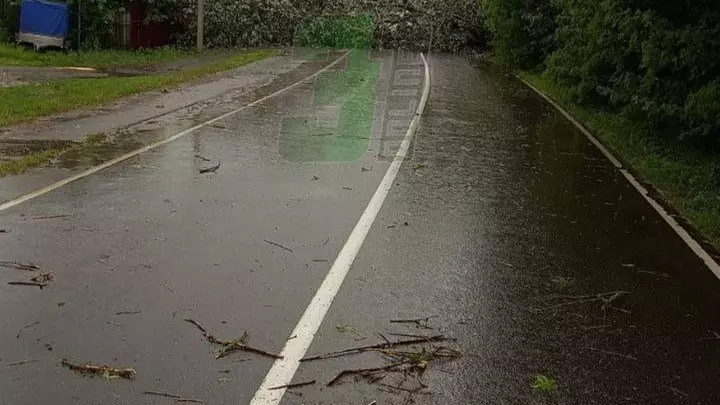 Дерево перекрыло дорогу в Яковлевском округе