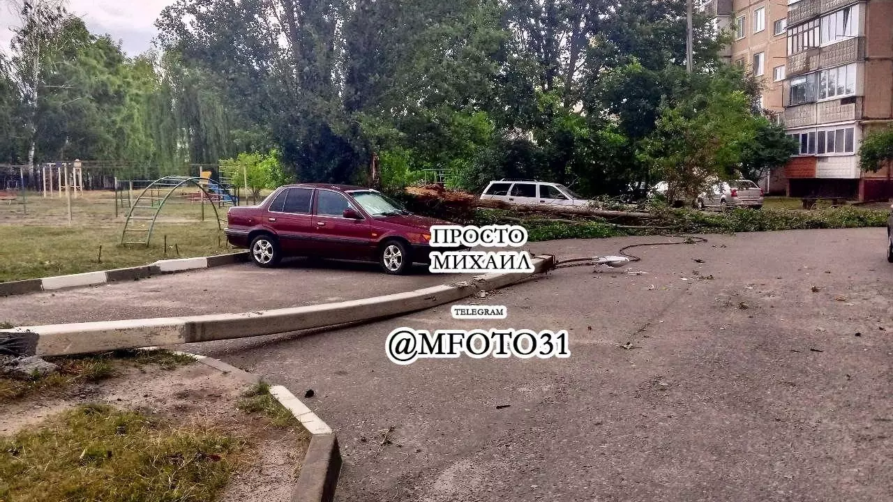 Поваленное дерево в Шебекино