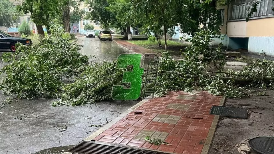 Упавшее дерево на Королёва