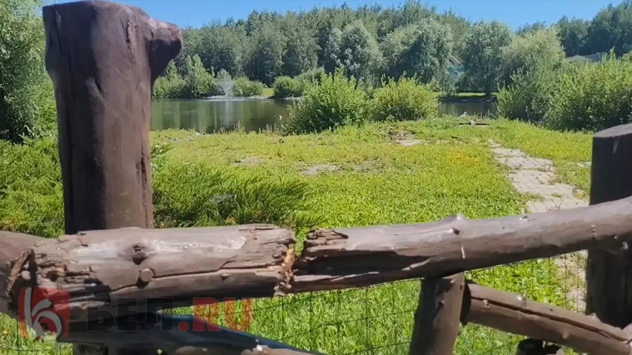 В белгородском зоопарке показали место, где был ранен лебедь, погибший от атаки ВСУ0