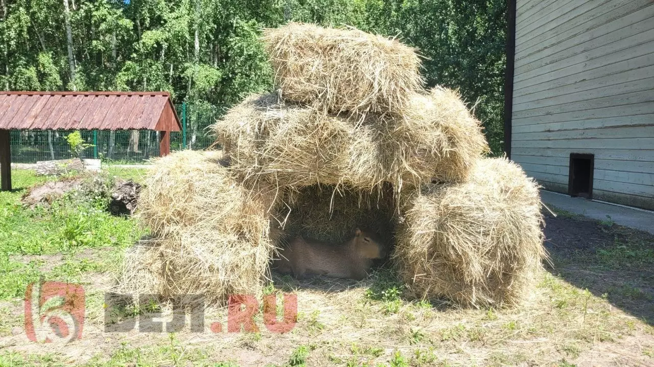 капибара в белгородском зоопарке