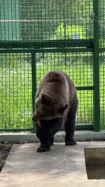 Видео для эмоциональной разгрузки от белгородского зоопарка