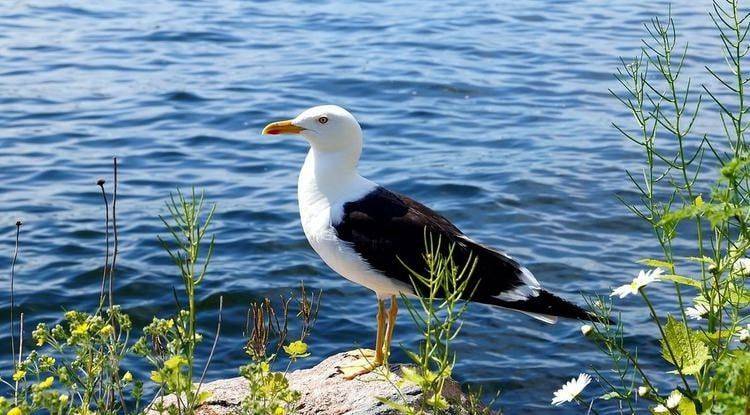 Чайки обычно ассоциируются с морем, пляжем и тёплыми краями