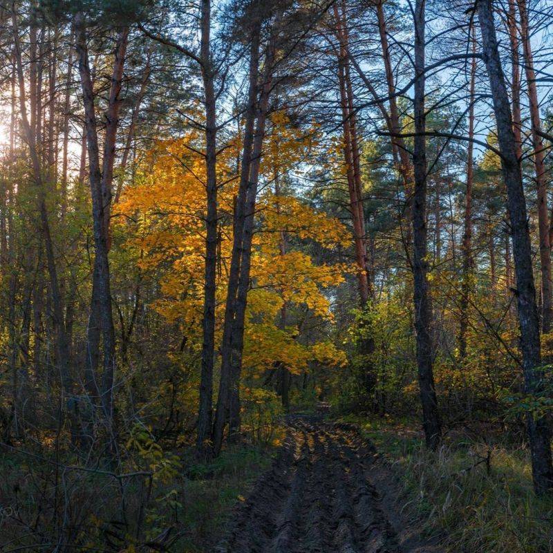 Утро в сосновом лесу, Волоконовский район Белгородской области