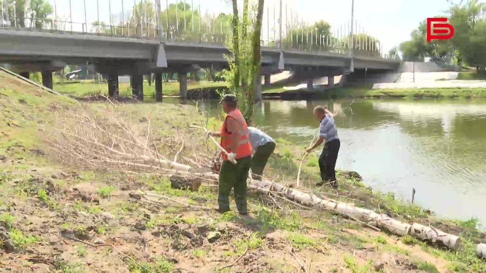 В Белгороде с начала года коммунальщики Белгорблагоустройства спилили 1 092 больных дерева и ещё 782 кронировали