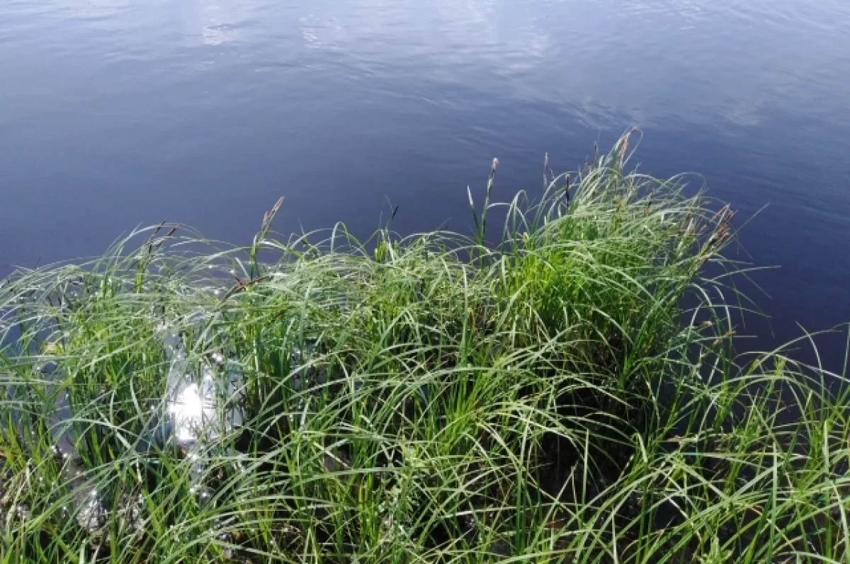 В Белгороде в водоеме утонул житель, его сына спасли0