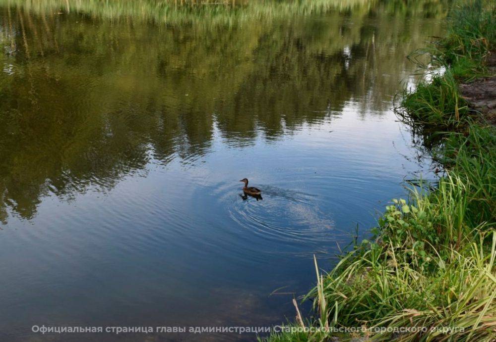 В Старооскольском горокруге Белгородской области продолжается очистка водоёмов