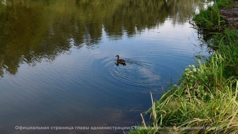 1400 метров реки Оскол очистили в этом году