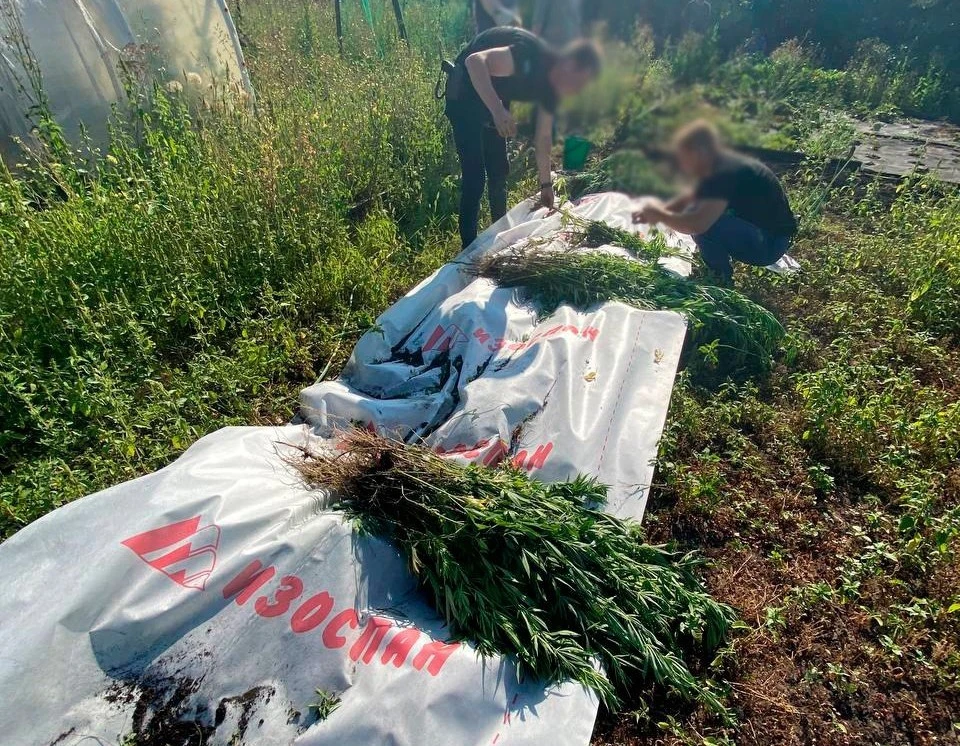 Белгородец попал под уголовное дело за выращивание 1,5 тысяч кустов конопли0