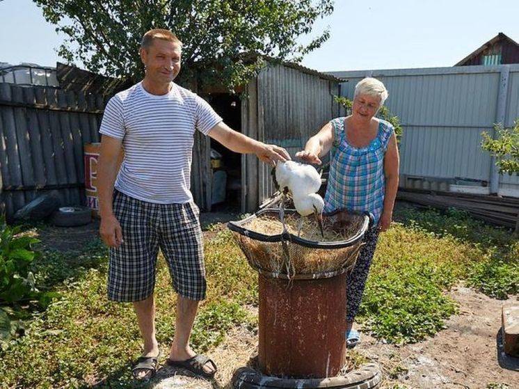 Ветер свалил на землю гнездо белых аистов, все птенцы, кроме одного, погибли