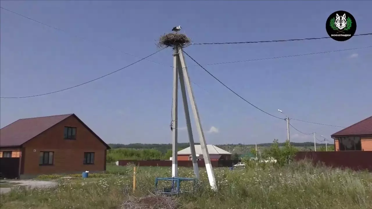 История со счастливым концом: белгородцы помогли пострадавшим от непогоды аистам0