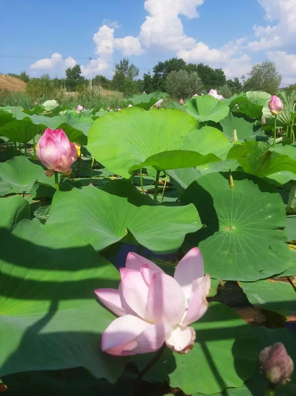 Лотосы на пруду в селе Быковка