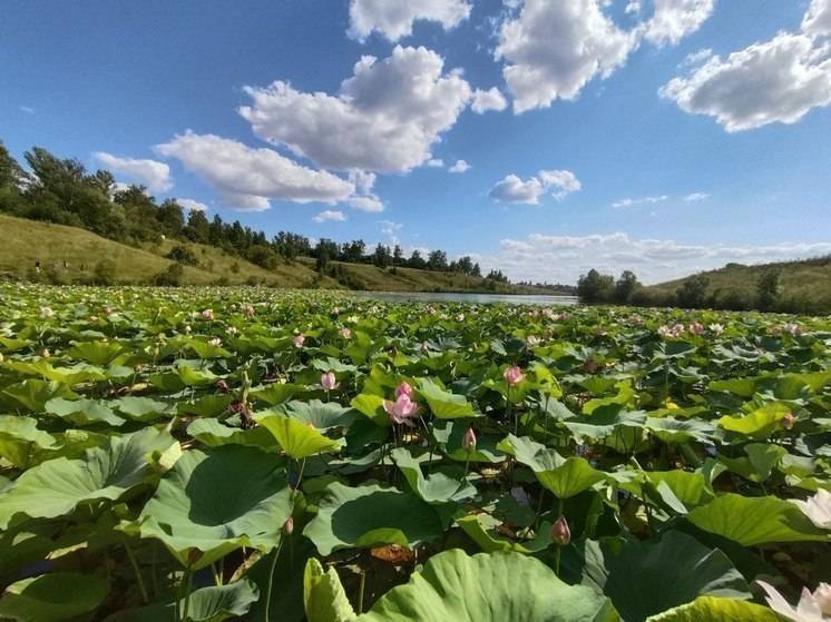 На выходных белгородцев вновь ожидает жара