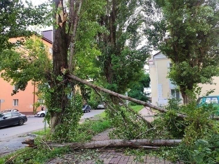 Упавшие деревья повредили авто и крышу дома в Старооскольском округе