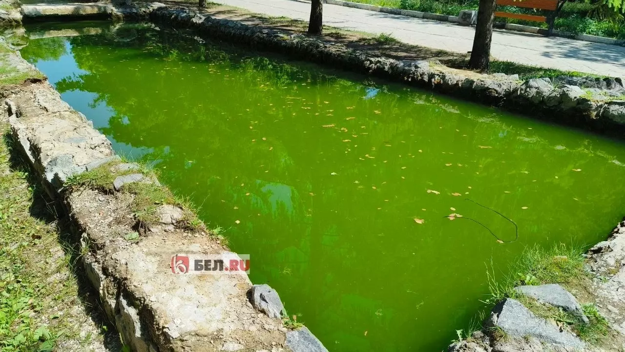 В память о чистой воде: в фонтане в парке в Белгороде позеленела вода11