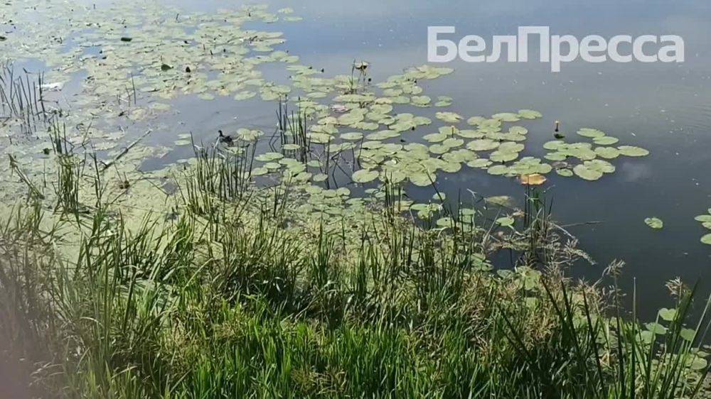 Сегодня, 3 августа, в Белгороде будет облачно с прояснениями, местами небольшой дождь