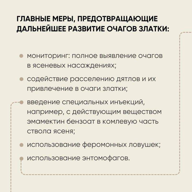 Очаги ясеневой изумрудной златки выявлены в 12 регионах России на площади более 5 млн гектаров